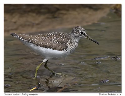 Chevalier solitaire  Solitary sandpiper