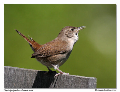 Troglodyte familier  Common wren