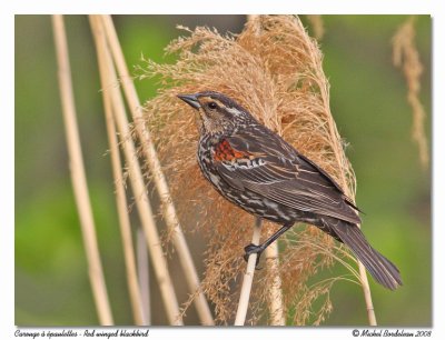 Carouge  paulettes  Red winged blackbird