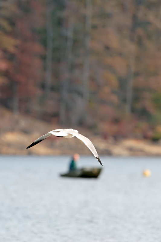 Larus-marinus_003.JPG