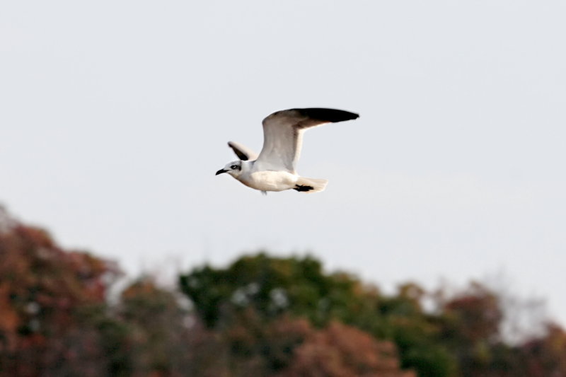 Larus-marinus_005.JPG