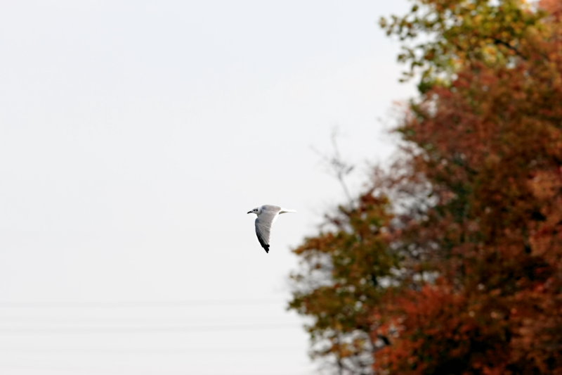 Larus-marinus_007.JPG