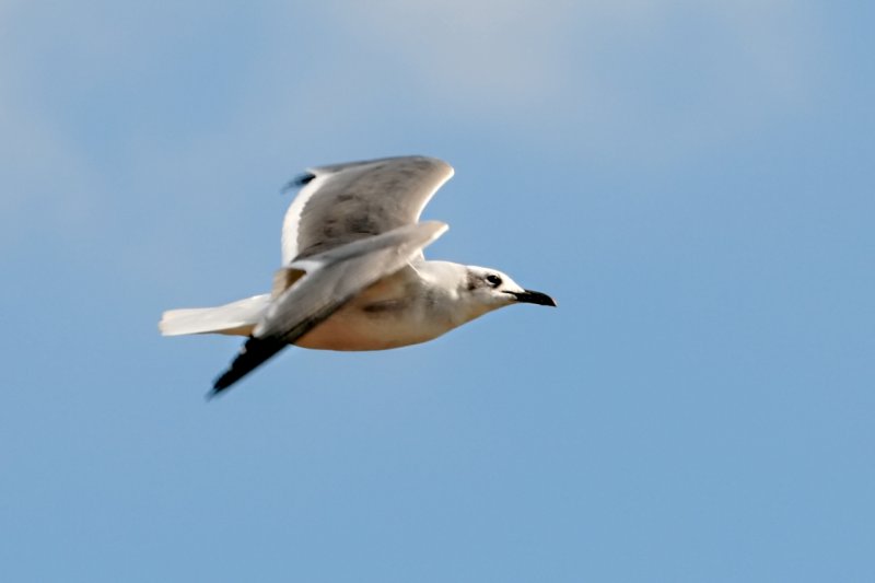 Larus-marinus_018.JPG