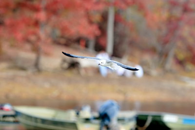 Larus-marinus_001.JPG