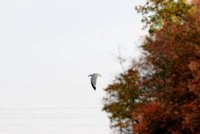 Larus-marinus_007.JPG