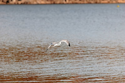 Larus-marinus_011.JPG