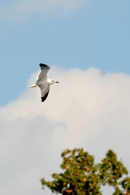 Larus-marinus_013.JPG