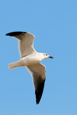 Larus-marinus_016.JPG