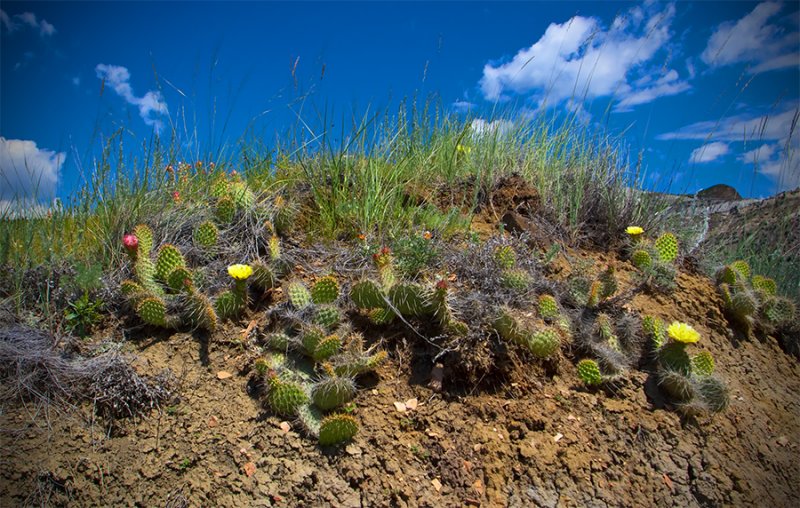 Cactus in Bloom