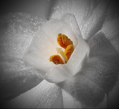 Paper White Flower