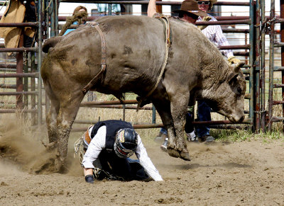 Bull Riding