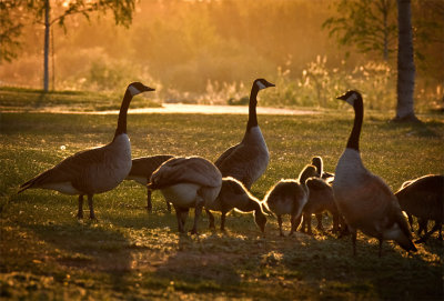 Sunset Geese at the Park