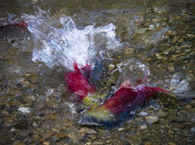Salmon Spawning at the Adam's River