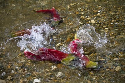 Salmon Spawning at the Adam's River Two