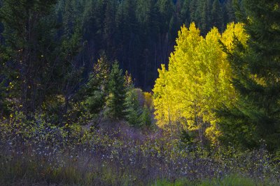 In the Upper Meadows