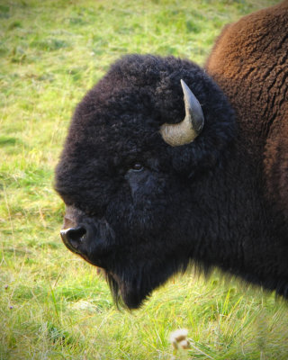 Bison of the Plains in the Fall