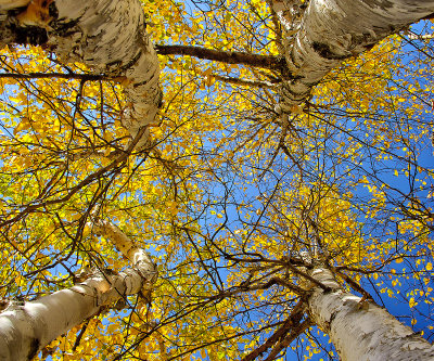 Four Birch Trees in Fall