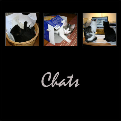 Chats - Cats