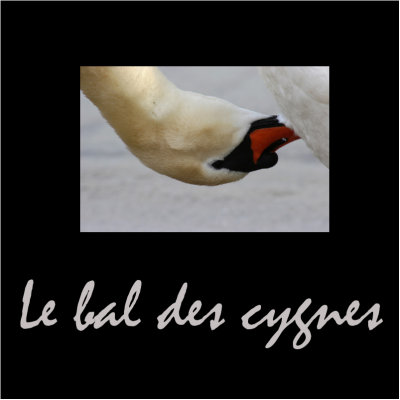 Le bal des cygnes/ Swans