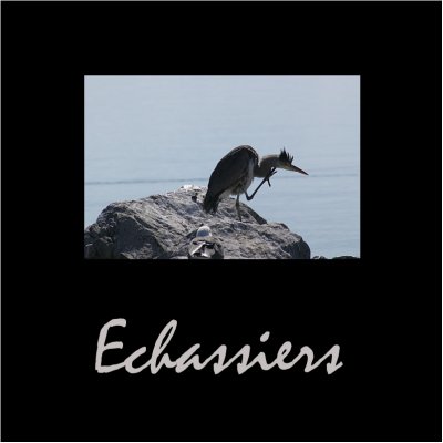 Echassiers / Waders