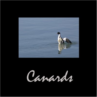 Canards / Ducks