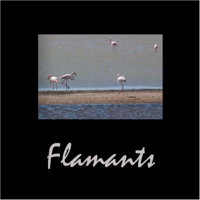Flamants / Flamingos