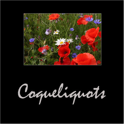 Coquelicots / Poppies