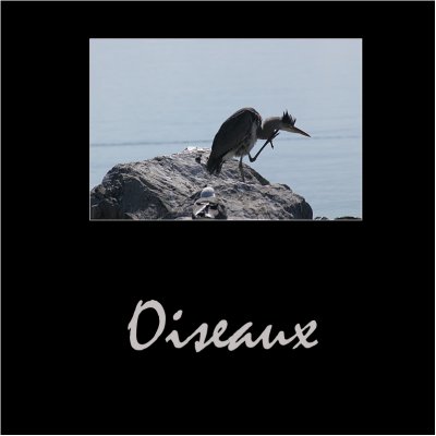 Oiseaux / Birds