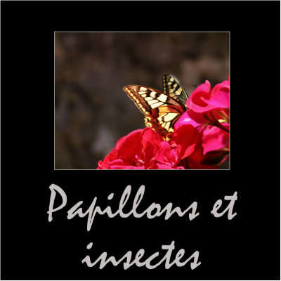 Insectes / insects