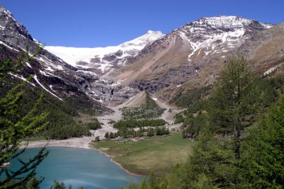 Alp Grm