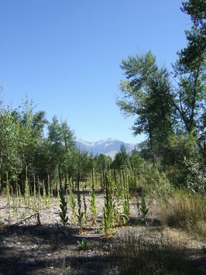 g1/23/553523/3/103449550.MtcEknCu.jpg