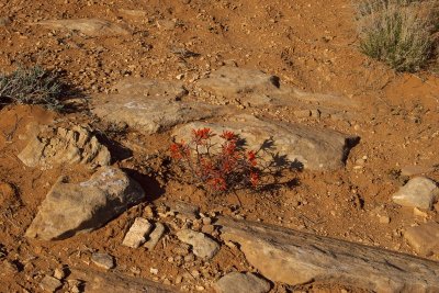 HuntsMesa-250.jpg