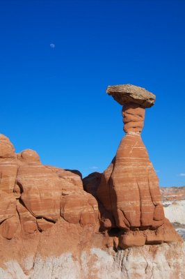 Toad Stools