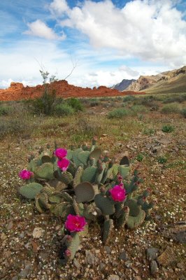 ValleyofFire-30.jpg