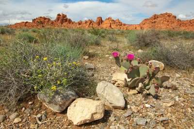 ValleyofFire-40.jpg