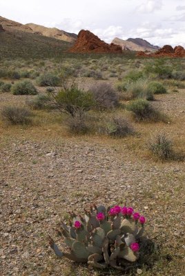 ValleyofFire-430.jpg