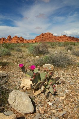 ValleyofFire-50.jpg