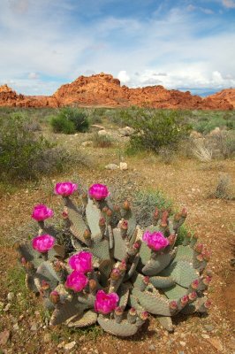Valley of Fire