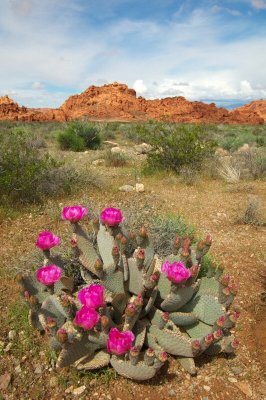 ValleyofFire-90.jpg