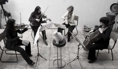 Glas String Quartet under direction of Mr. Bubka