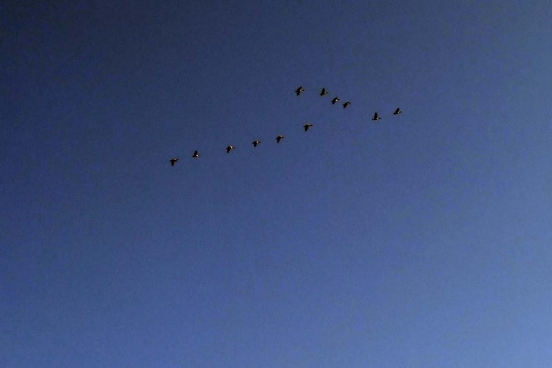 Wild Geese over River Teifi (09/09)