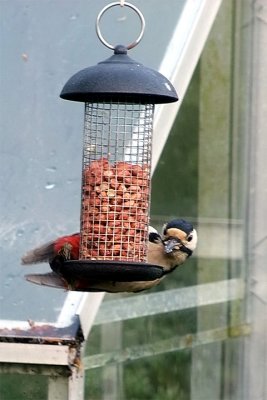 woodpecker2.jpg