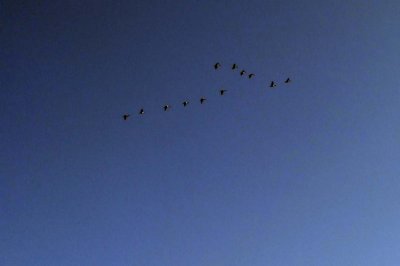 Wild Geese over River Teifi (09/09)