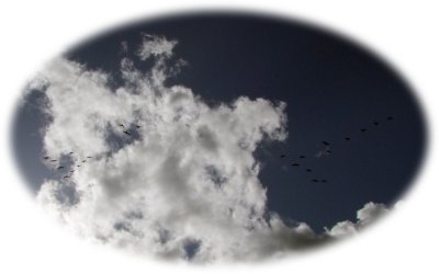 Wild Geese over River Teifi (09/09)