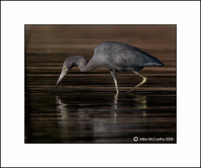 LITTLE BLUE HERONS