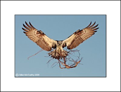 Osprey  Rooting for the ospreys.jpg