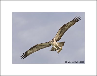 Osprey    _MG_0958   small.jpg