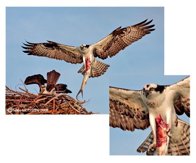 OSPREYS IV