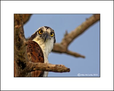 Osprey  _MG_5556--Small c.jpg