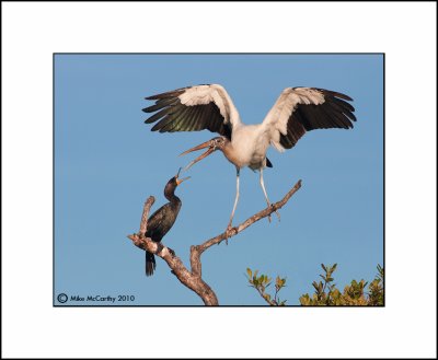 Wood Stork & Cormorant  _MG_0910-Small-A.jpg